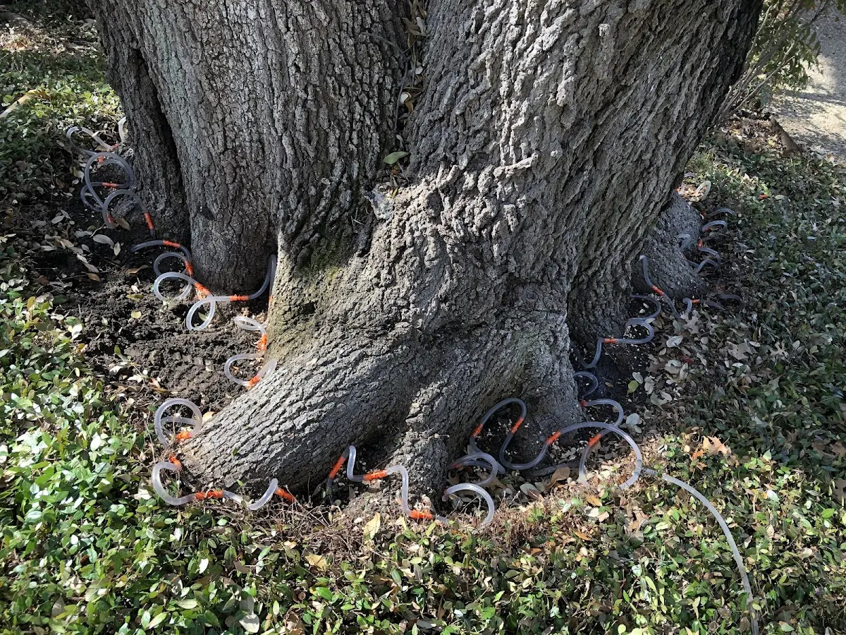 Detailed Tree Cabling and Bracing job site in Stevens