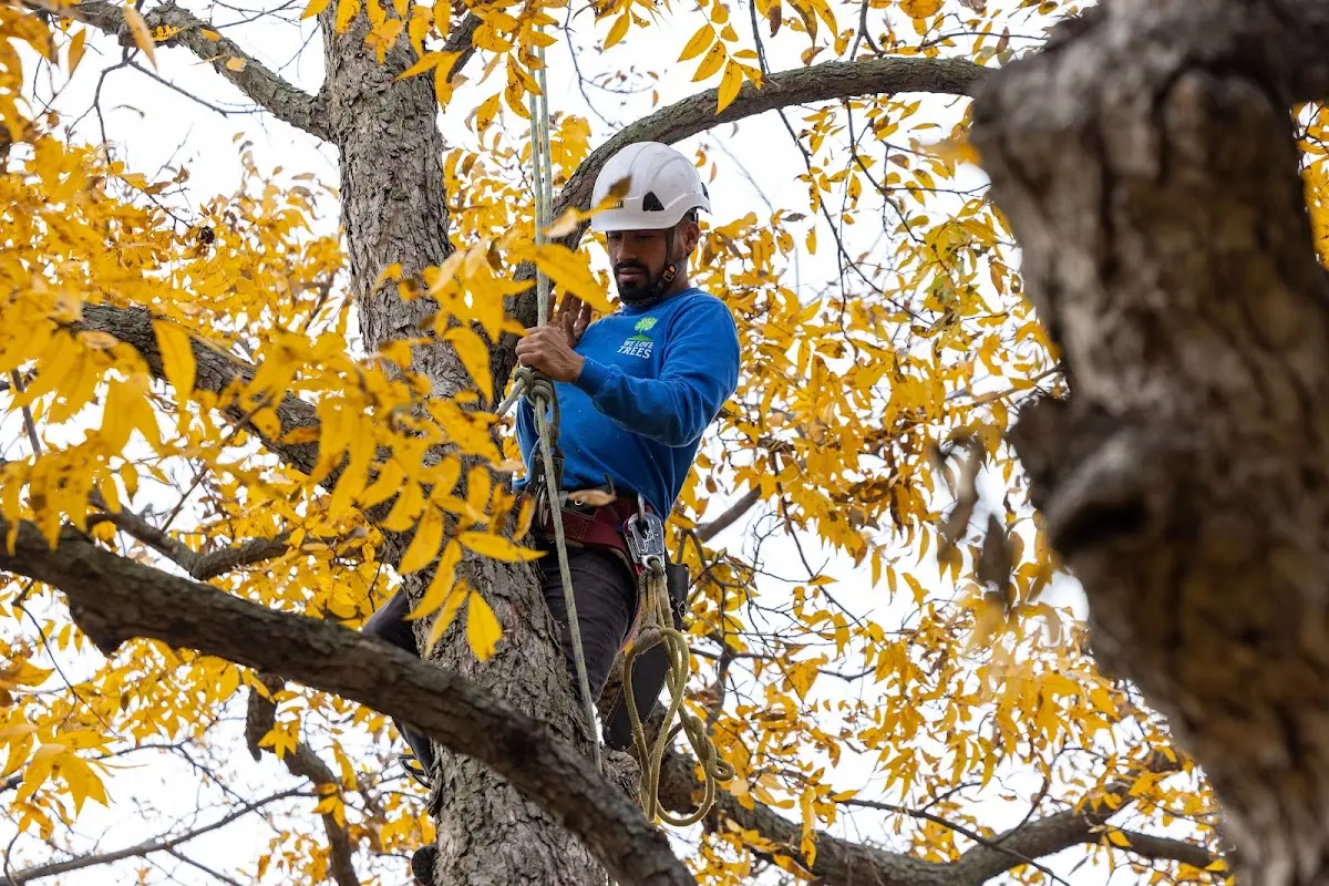 Skilled Emergency Tree Service crew working in Stevens