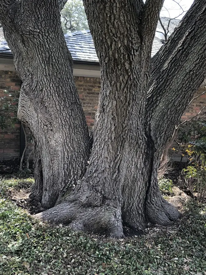 Mature heritage tree close to a Stevens property cared for by certified arborists